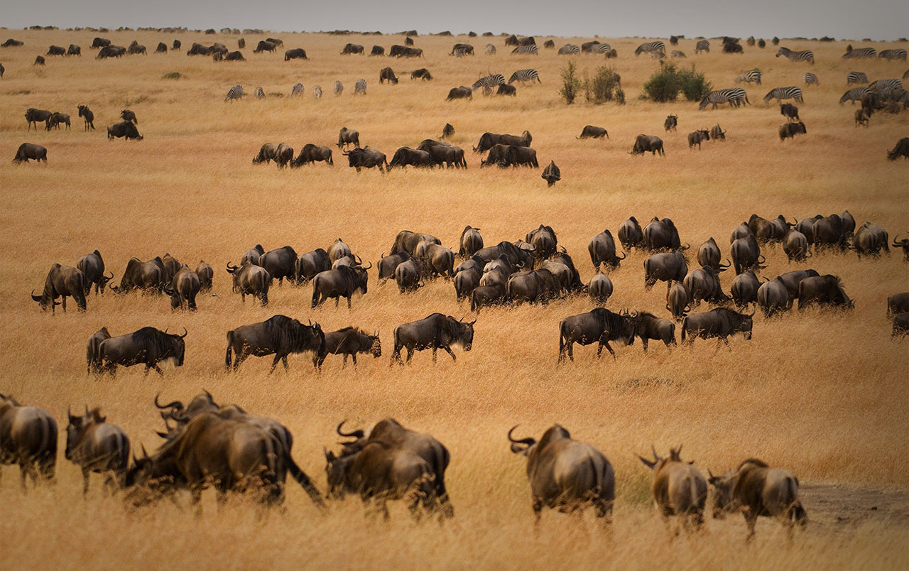 Blue Wildebeests at Sunrise, Masai Mara, Kenya смотреть №1443716 Blue Wildebeests at Sunrise, Masai Mara, Kenya № 1443715 скачать