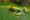 red eyed green frog with a blue underbelly sitting on a leaf
