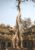 cambodia-4895388_1920