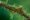 green red eyed frog sitting on a branch