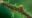 green red eyed frog sitting on a branch
