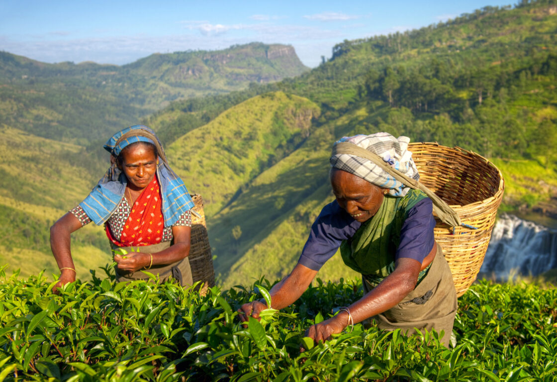 female tea pickers in Sri Lanka tea hills picking fresh leaves