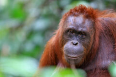 male orangutan in Borneo