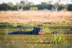 Hippopotamus,Resting,In,A,Lagoon,In,The,Khwai,Conservation,Area