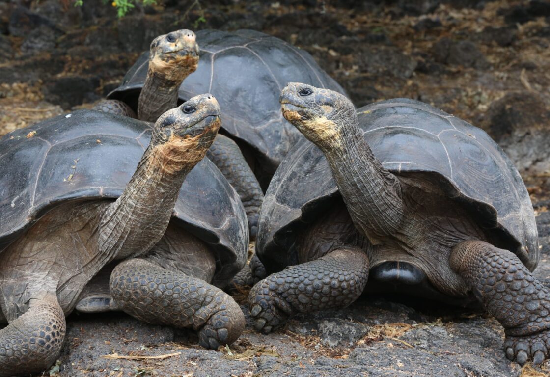 3 Giant Tortoise lean towards eachother curiously