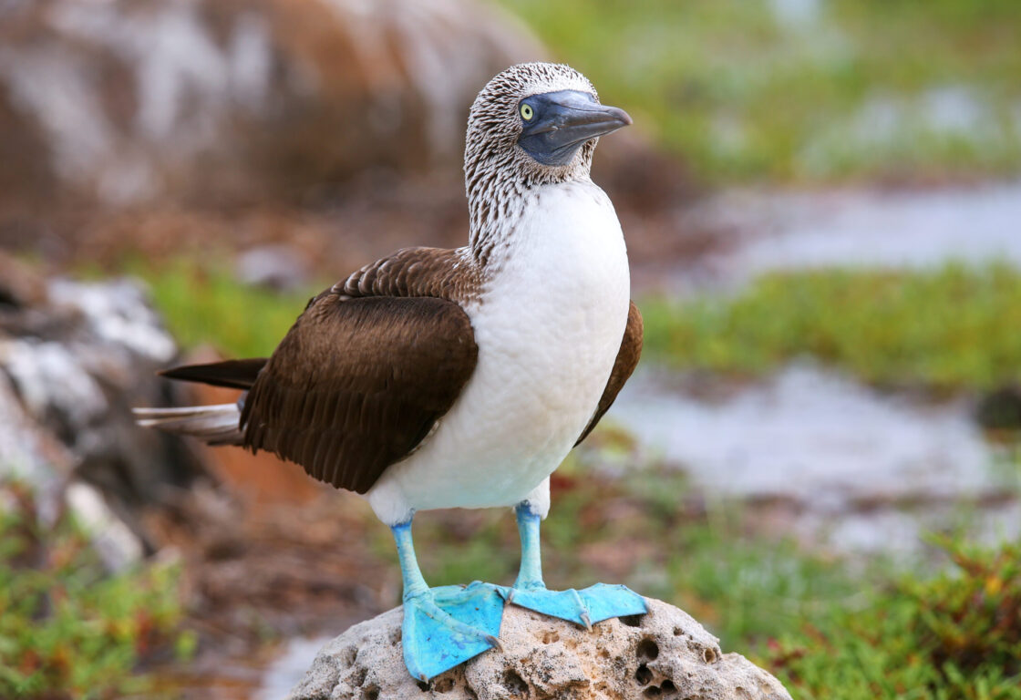 Blue footed booby perches upon a small rock