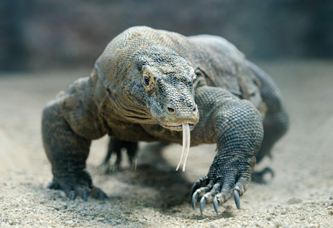 a large lizard like animal walks across the sand with it's long tongue hanging out of it's mouth in komodo, bali and it's front leg is stretched in front with large claws on display