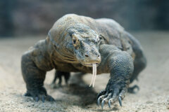 a large lizard like animal walks across the sand with it's long tongue hanging out of it's mouth in komodo, bali and it's front leg is stretched in front with large claws on display