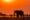 African wildlife at sunset