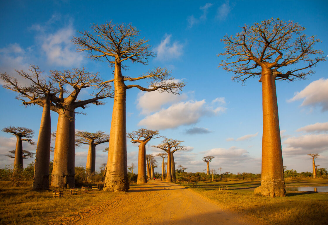baobab trees alley in Madagascar