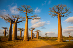 baobab trees alley in Madagascar