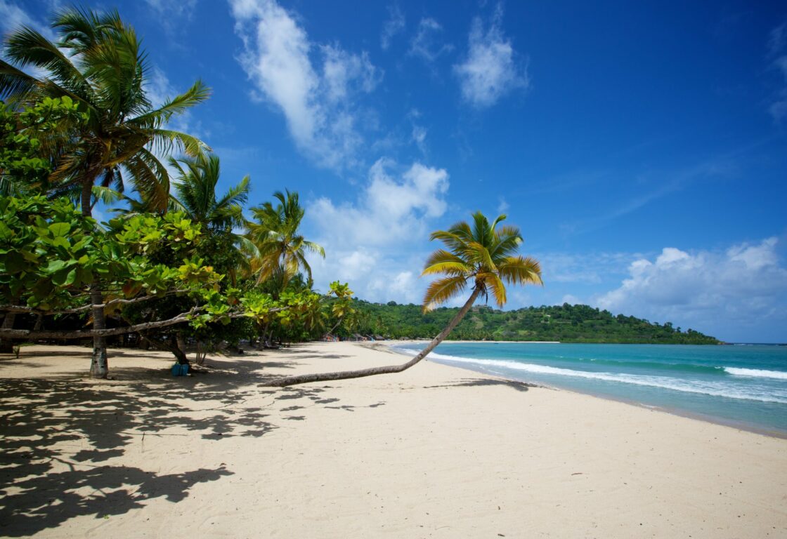 Overhanging palm trees on a deserted pristine white sand beach