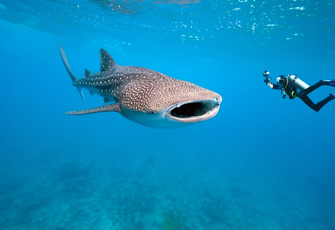 Underwater shot of a whale shark with mouth open while diver swims close to it.