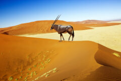 oryx walling across sandy dunes at Namib-Naukluft Park