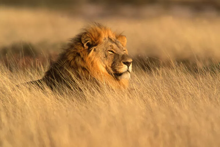 Male lion with a golden mane lying in long dry grass facing the sun with its eyes closed