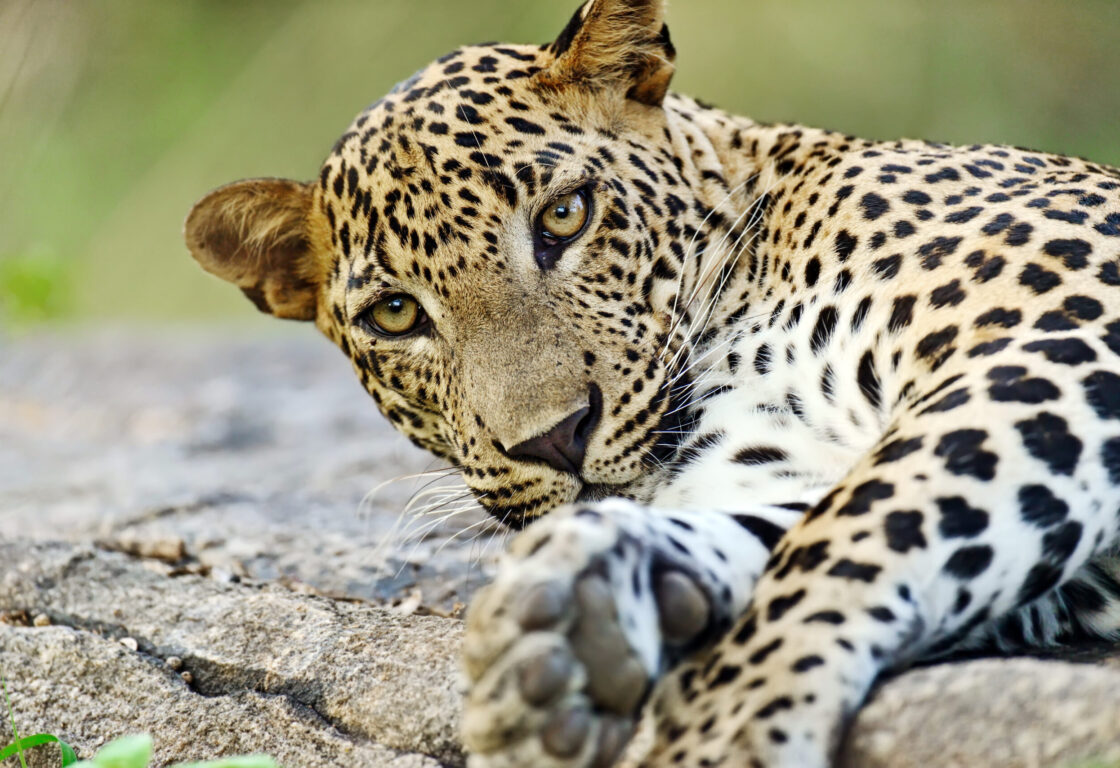 leopard in Sri Lanka