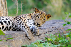 Leopard,In,The,Wild,On,The,Island,Of,Sri,Lanka