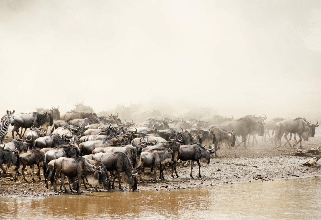 great migrations in serengeti with hundreds of wildebeests in a river
