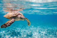 Hawksbill,Sea,Turtle,Swimming,In,Indian,Ocean,In,Seychelles