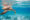 Hawksbill,Sea,Turtle,Swimming,In,Indian,Ocean,In,Seychelles