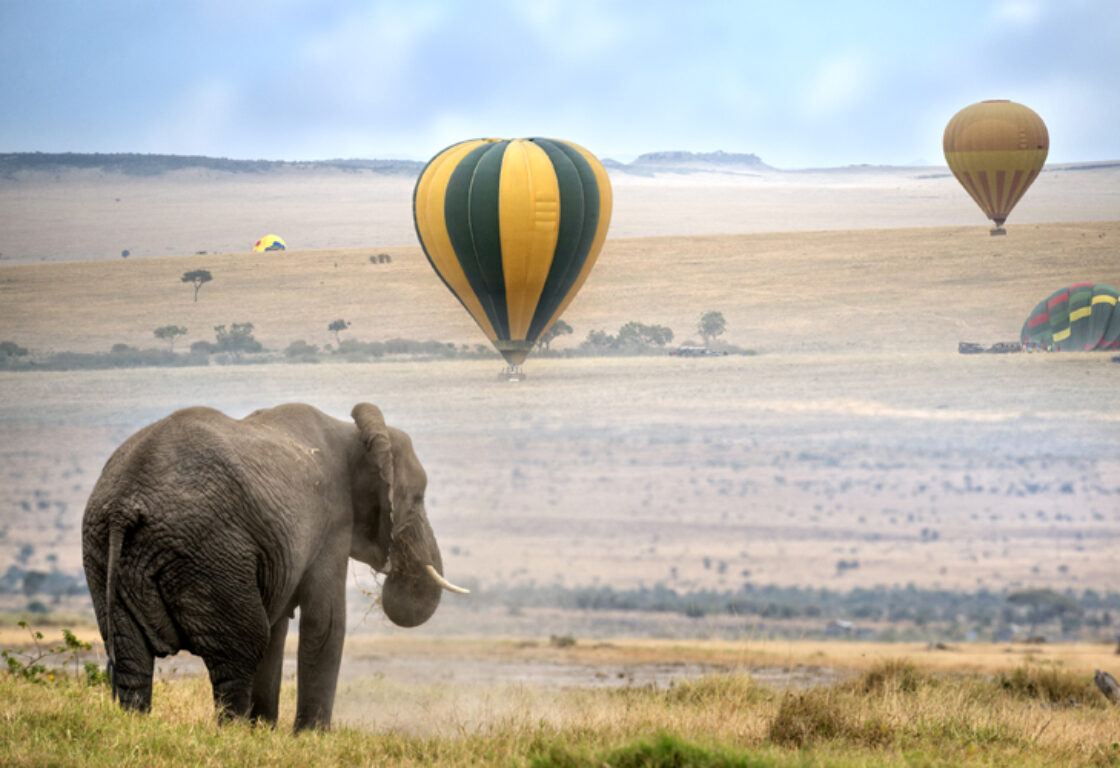 an elephant standing in an African bush, overlooking the Savannah with hot air balloons in the distance