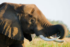 Closeup shot of an elephant holding a branch with its trunk, about to put it in its mouth. In the background, grassy plains can be seen