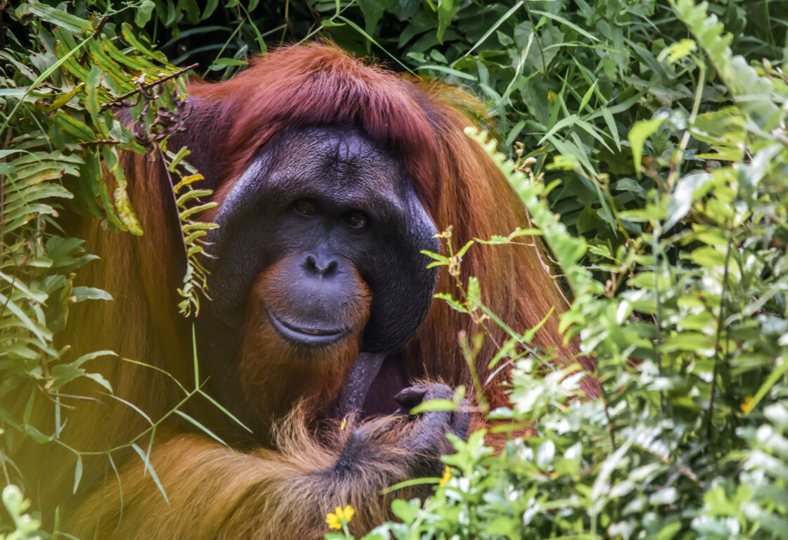 orangutan in Borneo - Wildlife Holidays in Borneo