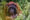 orangutan in Borneo - Wildlife Holidays in Borneo