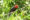 Bornean Bristlehead - Borneo