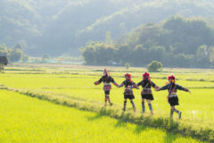 A teenage group of hilltribe in the north of Thailand enjoying in rice field,