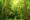 rainforest filled with green trees and bushes, Sabah Borneo