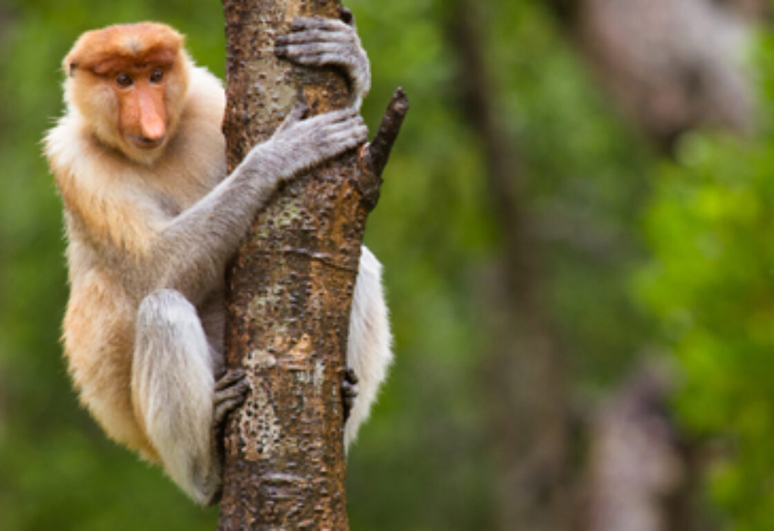 proboscis monkey in the tree - Abai Jungle Lodge Borneo