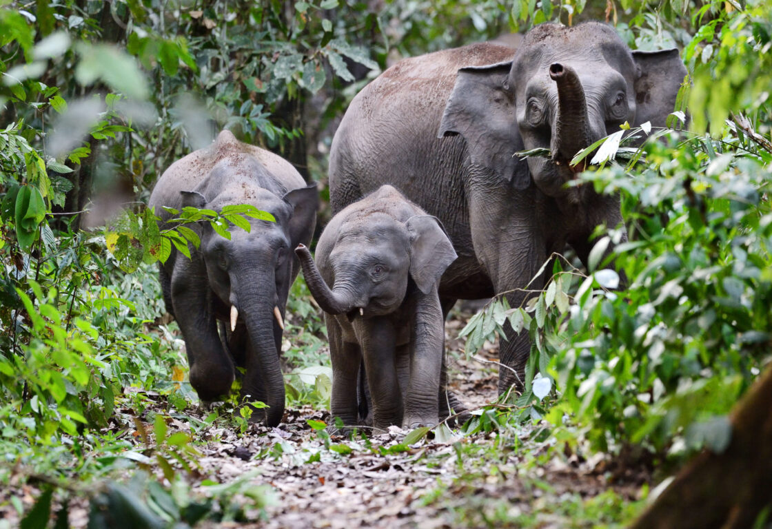 asian pygmy elephants in Borneo