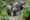 asian pygmy elephants in Borneo