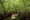 Gaya Island Gallery BOR Mangrove Kyaking