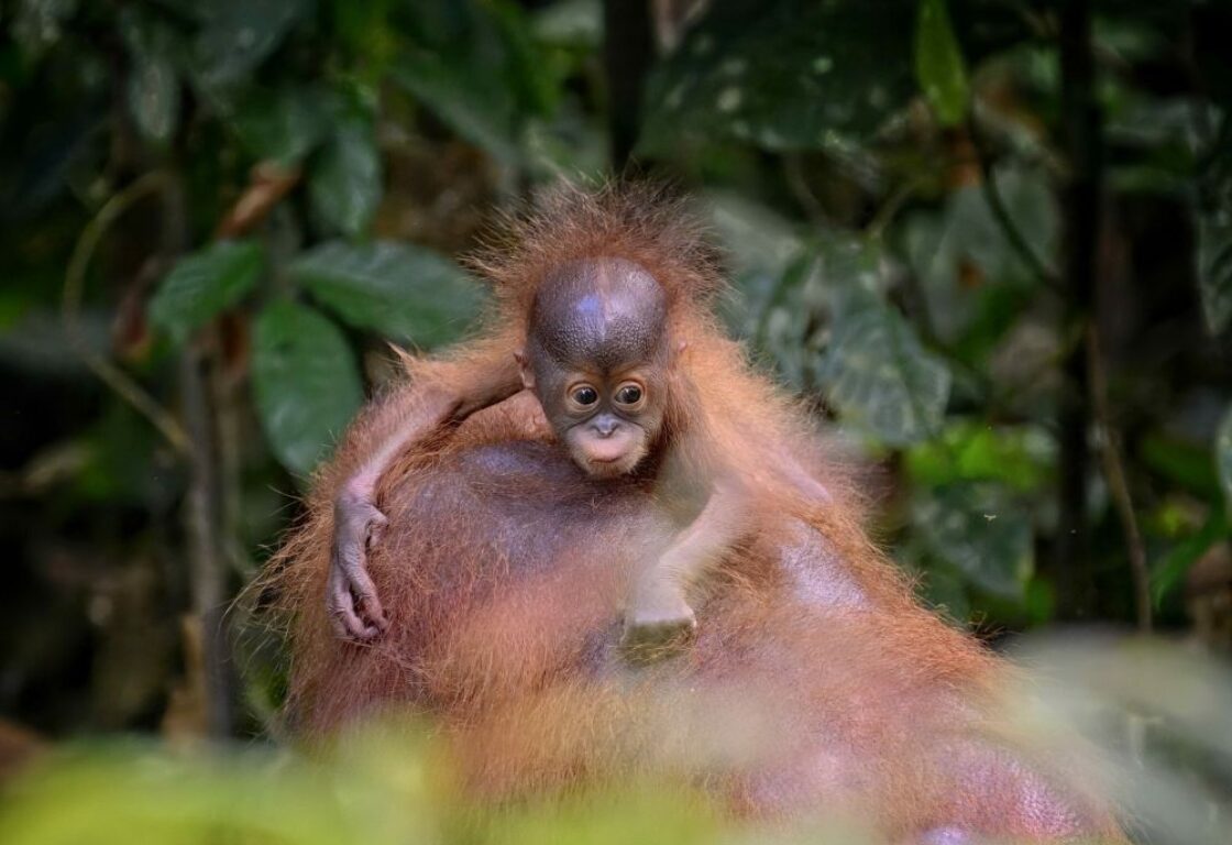 orangutan baby and its mother at Sepilok Rehabilitation Centre
