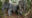 Three,Asian,Elephants,In,The,Jungle.,Indonesia.,Sumatra.