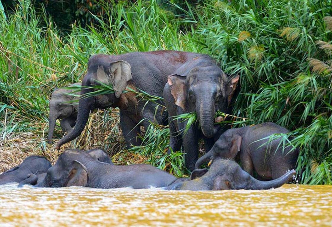 asia pygmy elephants swimming in a river in Borneo