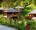 private chalets scatter around a tropical rainforest at Bunga Raya Island Resort Borneo