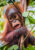 An,Baby,Orangutan,Hangs,In,A,Tree,In,Borneo