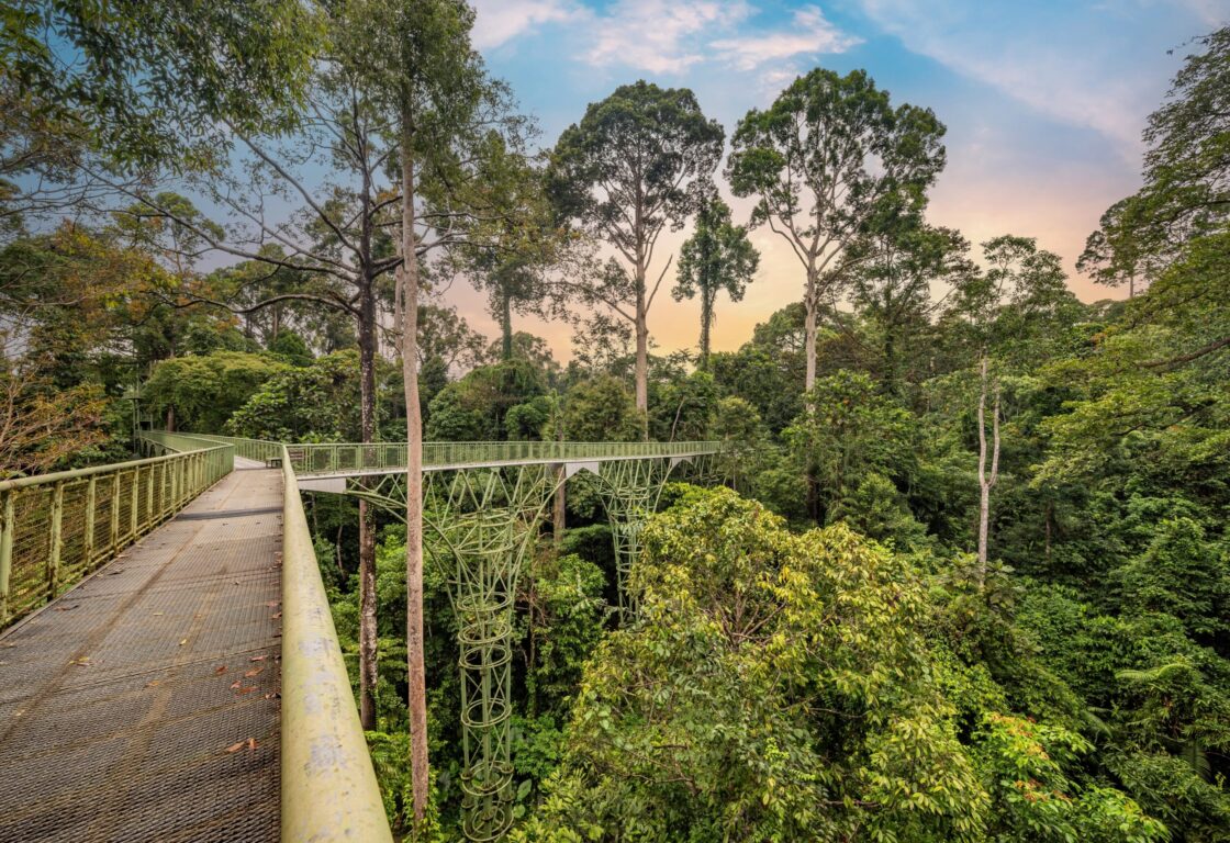 bridge walk across rainforest at Rainforest Discovery Centre - Borneo