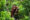 A,Baby,Orangutan,In,The,Wild.,.