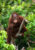 A,Baby,Orangutan,In,The,Wild.,.