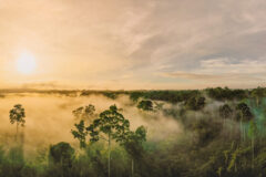 Danum Valley in cloud in sunrise light