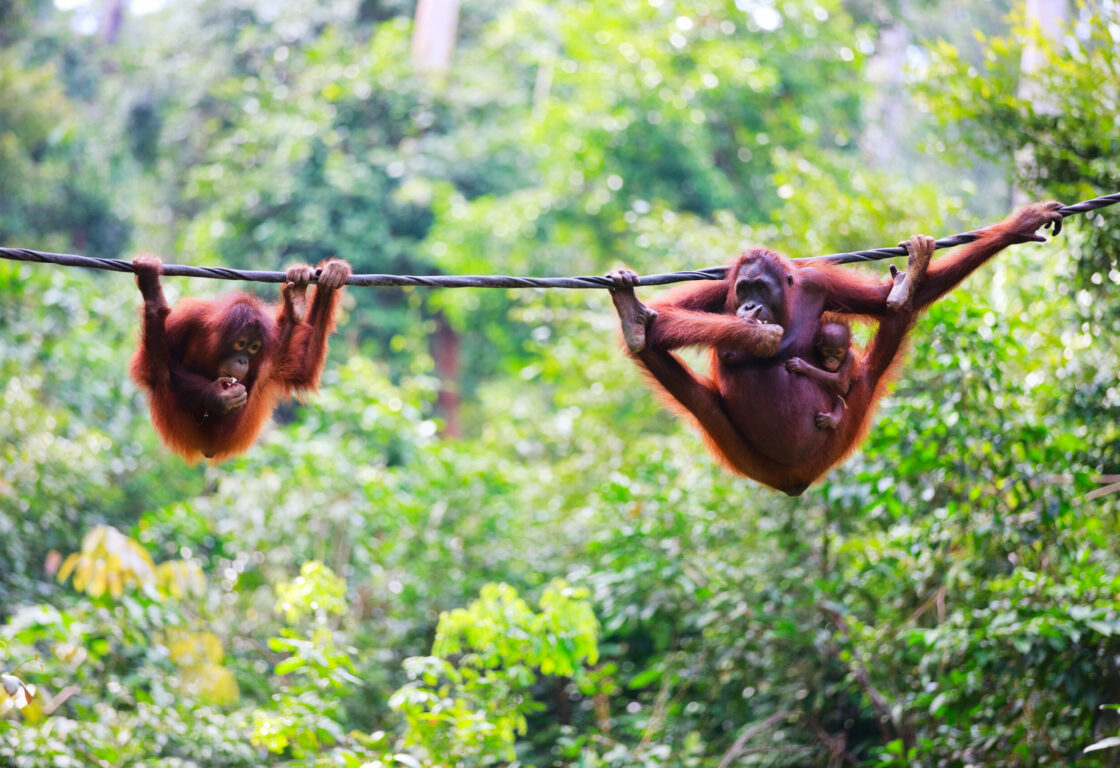 two orangutans playing on a rope in the Sepilok Orangutan Centre