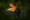 Hornbill in the dark tropic forest. Rhinoceros hornbill, Buceros rhinoceros, big black bird with orange bill beak in the nature habitat. Kinabatangan, Borneo