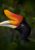 Hornbill in the dark tropic forest. Rhinoceros hornbill, Buceros rhinoceros, big black bird with orange bill beak in the nature habitat. Kinabatangan, Borneo