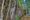 ancient graveyard of native tribesman in Danum Valley Borneo