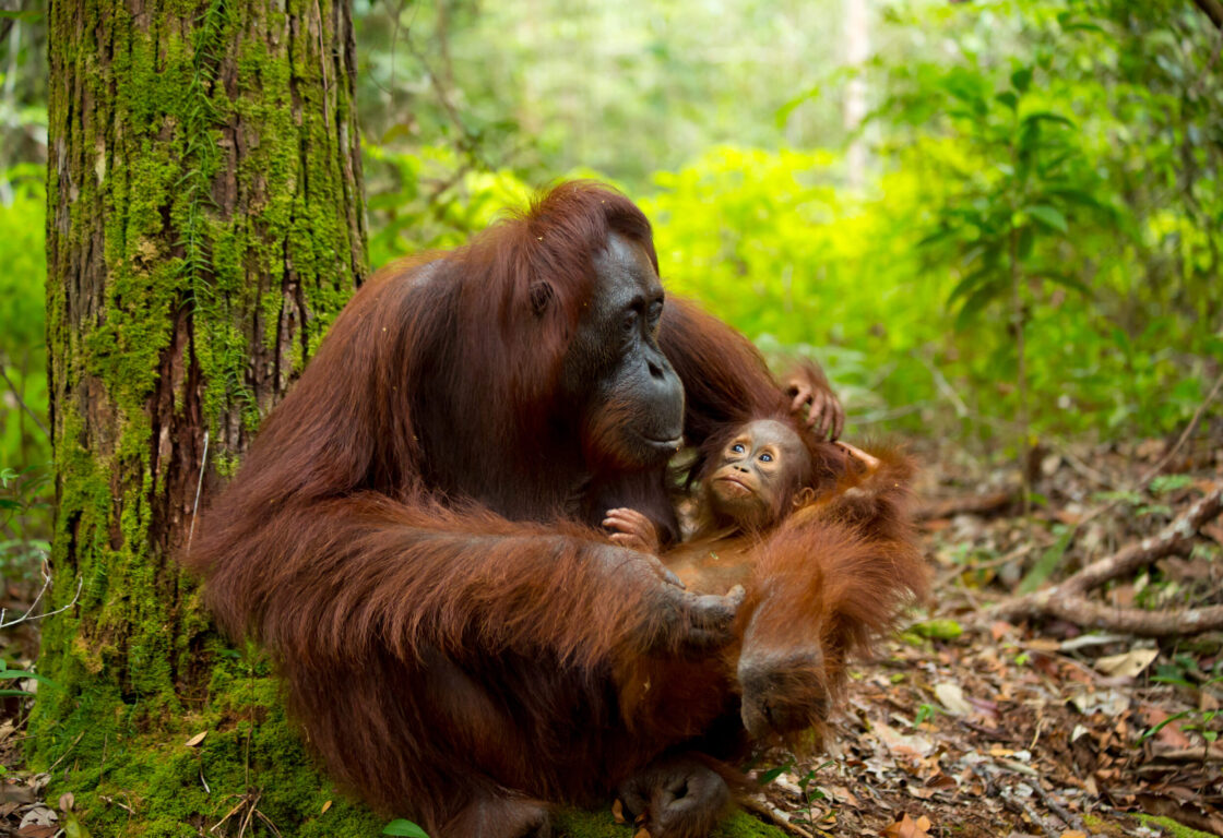 Orangutan in the jungle of Borneo