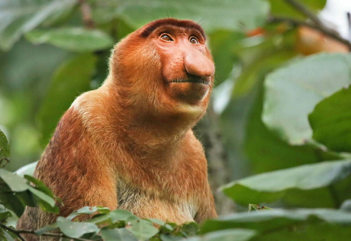 proboscic monkey sat in a tree in Borneo Highlights Holiday